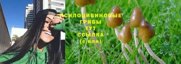 ПСИЛОЦИБИНОВЫЕ ГРИБЫ Сясьстрой
